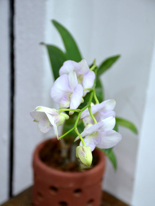 Orchid Plant