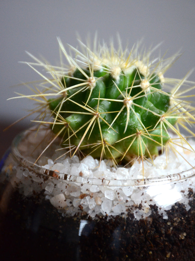 Mini Cactus Spheres