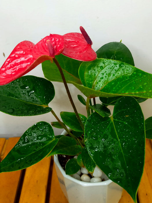 anthurium compact Anthurium in 6 inch Ceramic Pot — Mudfingers