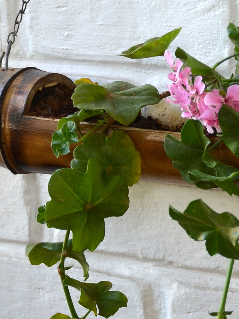 Ivy Geranium in Bamboo Planter