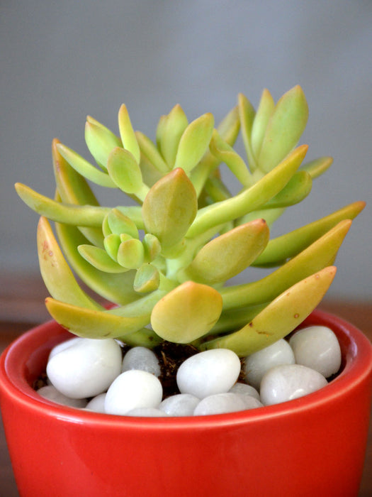 yellow succulent pot Yellow Sedum Succulent in Ceramic Pot — Mudfingers