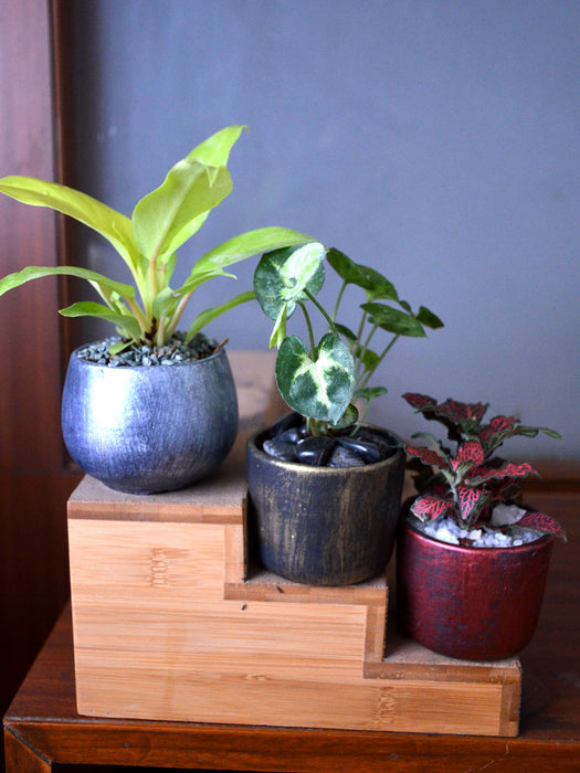 Indoor Plants in Rustic Clay Pots (Set of 3)