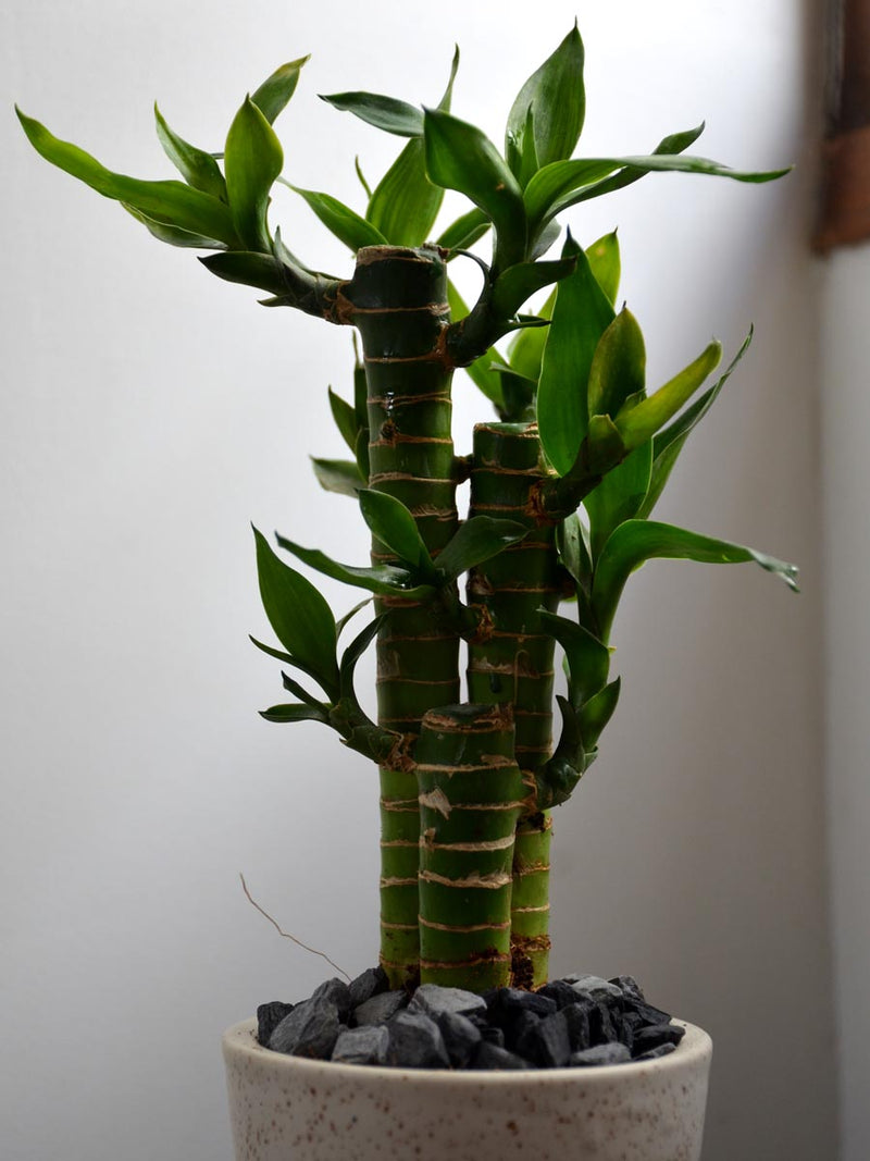 Lucky Lotus Bamboo in a 4 inch Ceramic Pot