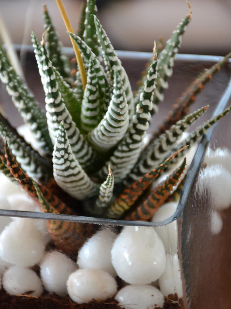 Zebra Succulent Square Terrarium (8 Inches)