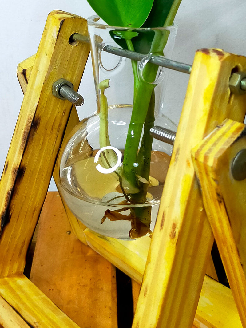 Hydroponic Indoor Plant in Glass Flask Wooden Planter