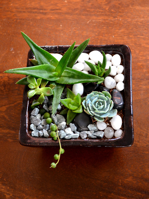 Assorted Succulents in Ceramic Tray