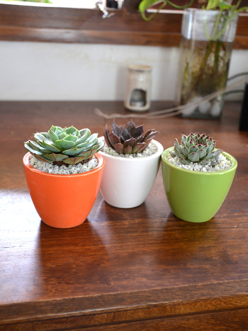 Tricolor Succulents (Set of 3)