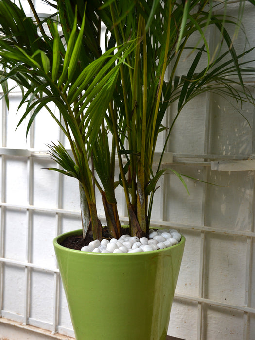 areca palm pot Areca Palm in Ceramic Pot — Mudfingers