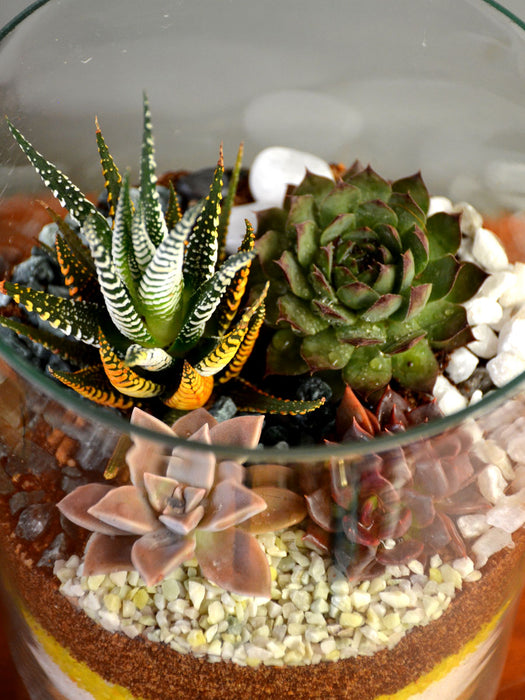 tiramisu succulent Tiramisu Terrarium — Mudfingers