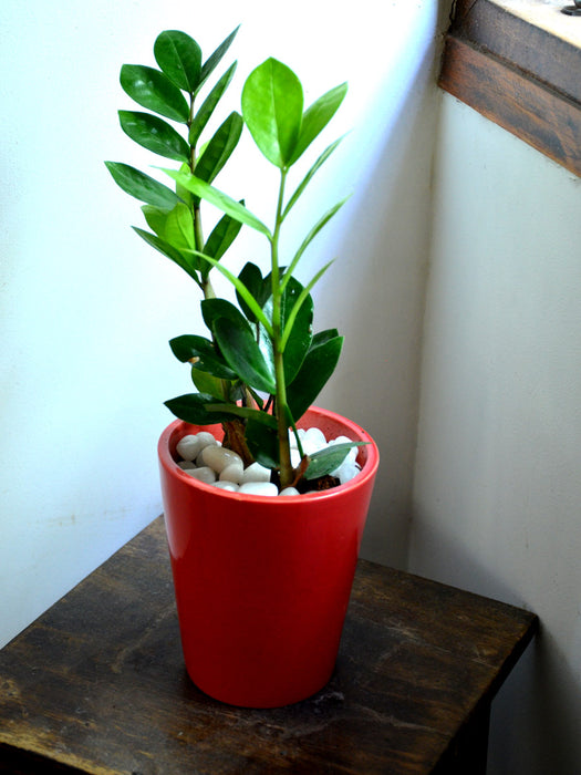 ZZ Plant in Ceramic Pot