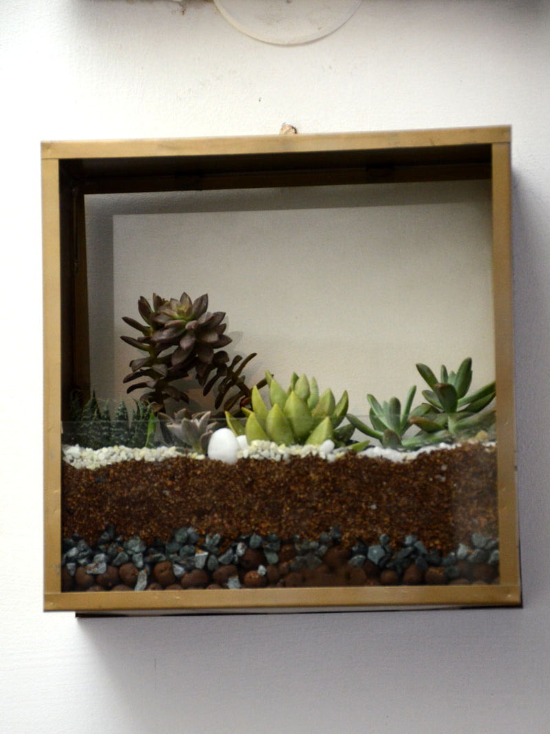 Square Wall Terrarium