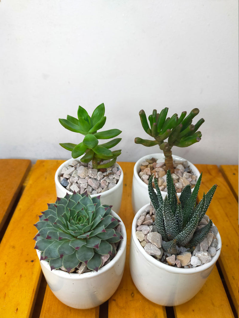 Succulents in White Ceramic Pots (Set of 4)