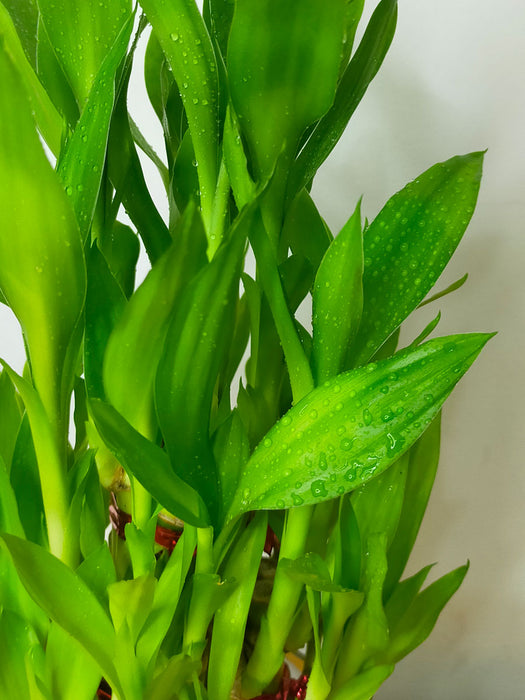 Lucky Bamboo in Glass Pot