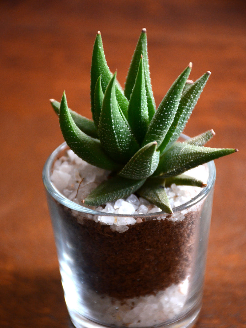 Succulent Shots