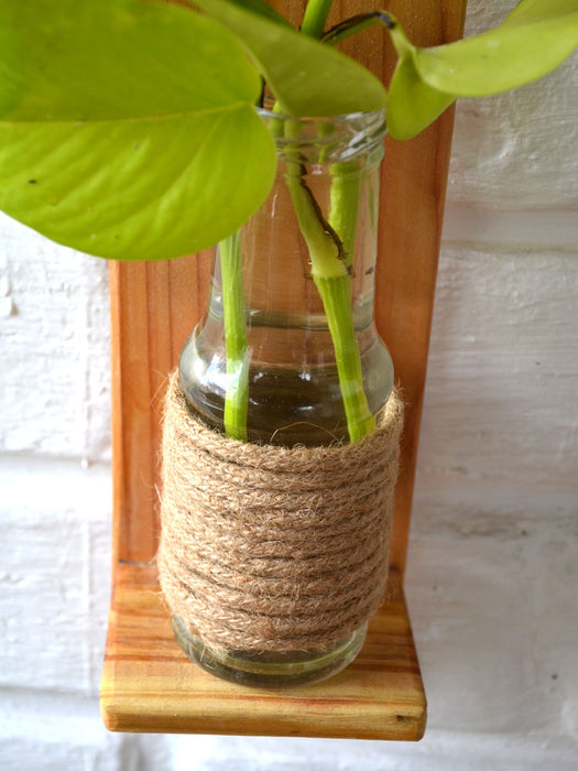 Money Plant in Wooden Wall Planter