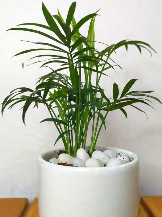 Chamaedorea Palm in 4 inch Ceramic Pot