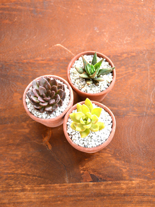 succulents in terracotta Succulent Triplets (Natural Terracotta) — Mudfingers