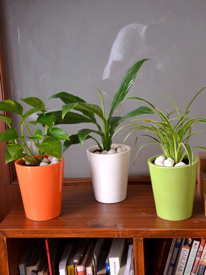 Tricolor Indoors (Set of 3)