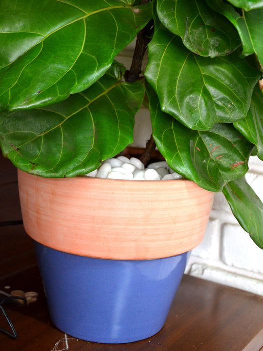 fiddle leaf fig in ceramic pot Fiddle Leaf Fig in Ceramic Pot — Mudfingers
