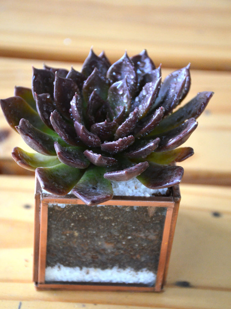 Mini Cube Succulent Terrarium