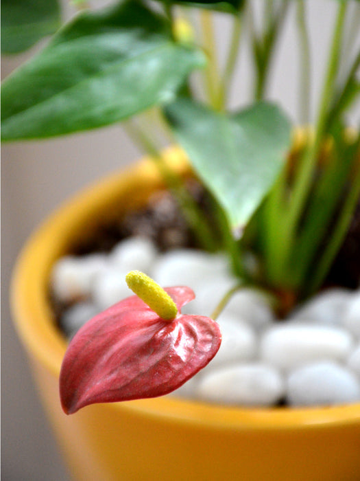 miniature anthurium Anthurium in Ceramic Pot — Mudfingers