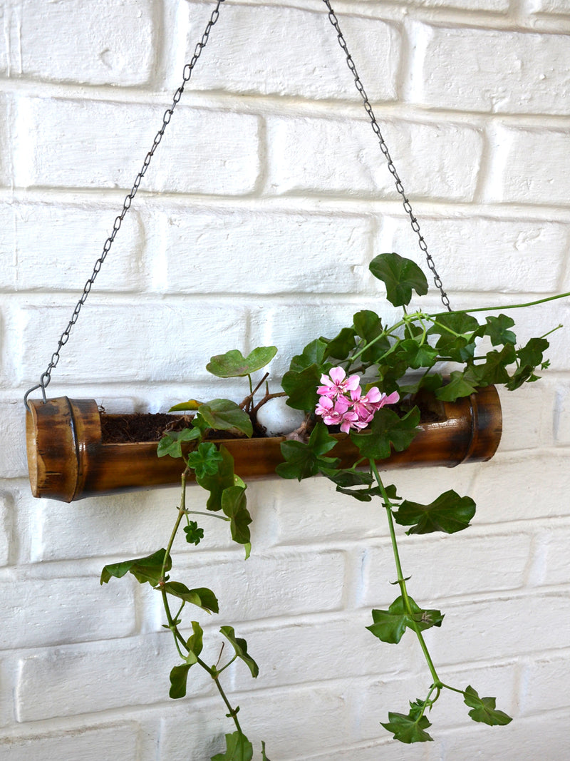 Ivy Geranium in Bamboo Planter