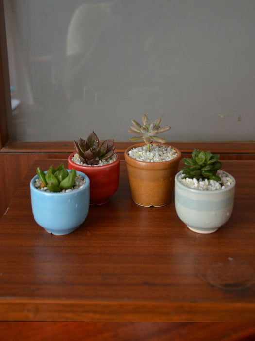 mini succulent pots set of 4 Succulents in Ceramic Pots (Set of 4) — Mudfingers