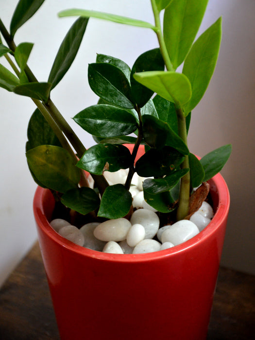 ZZ Plant in Ceramic Pot