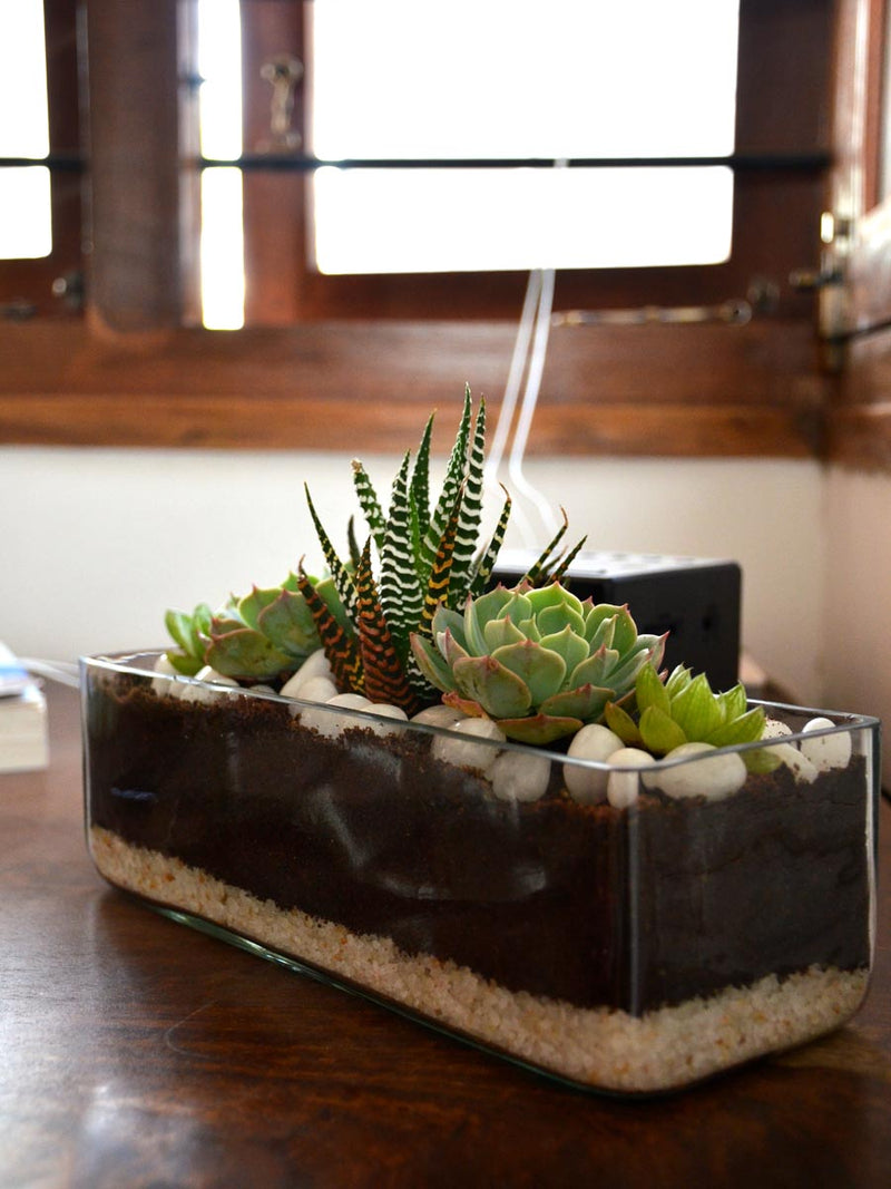 Rectangular Open Terrarium