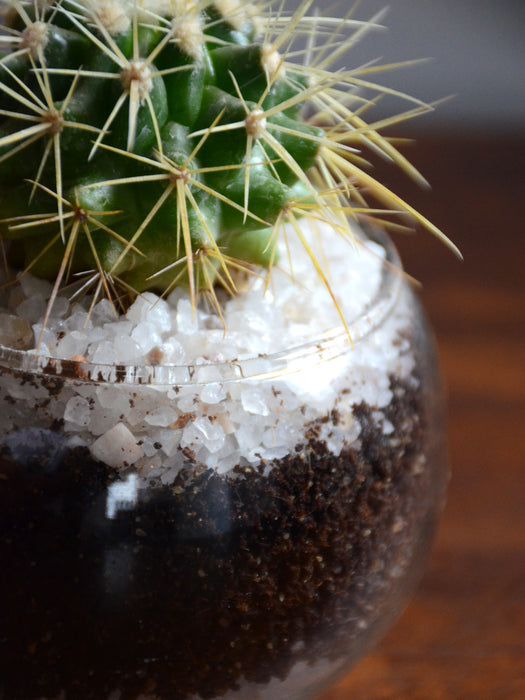 Mini Cactus Spheres
