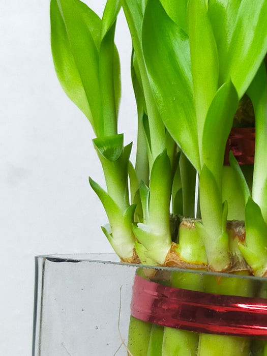 Lucky Bamboo in Glass Pot