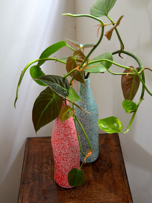 money plant in a bottle Twin Bottles