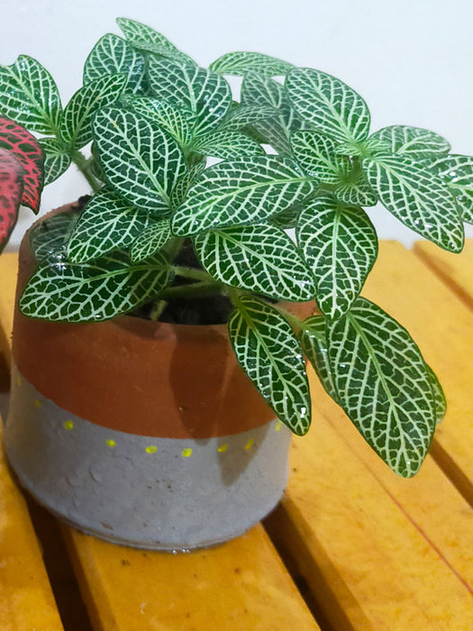 Fittonia (Nerve plant) - set of 2