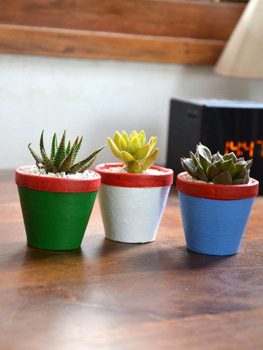 Succulent Triplets (Colored Pots)