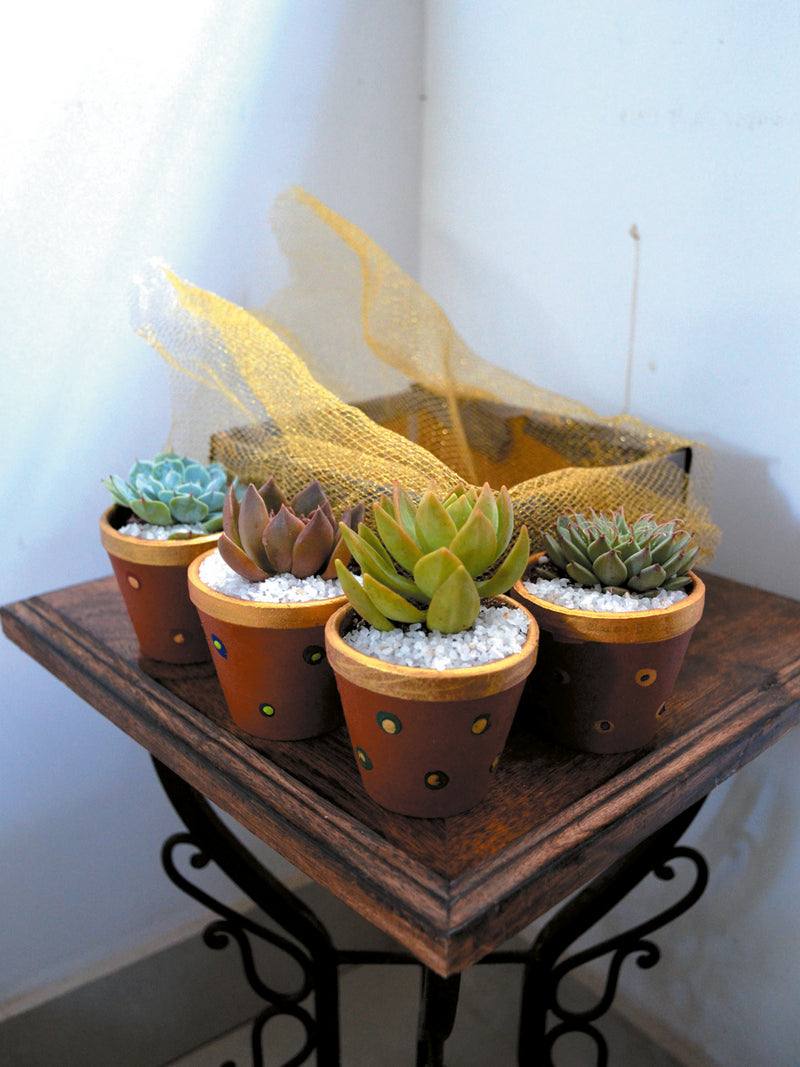 Green Gift Hamper (Set of 4 Succulents)