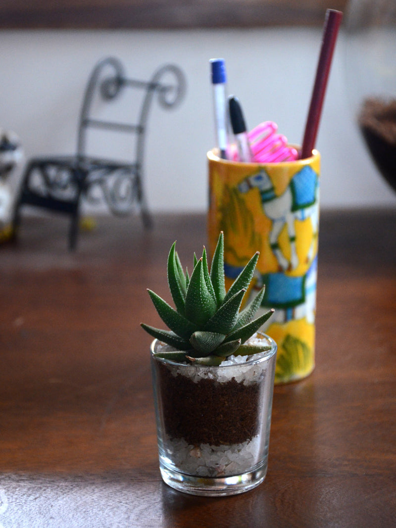Succulent Shots