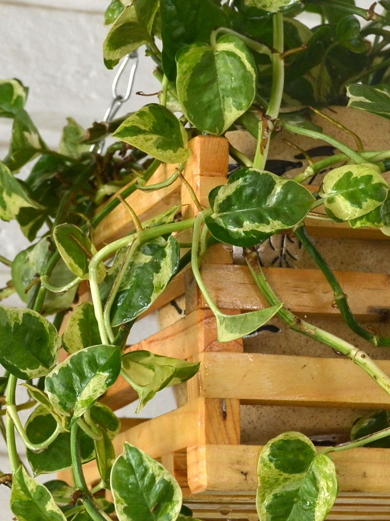 Wooden Hanging Basket