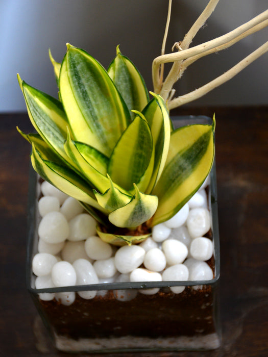 Sansevieria Square Terrarium