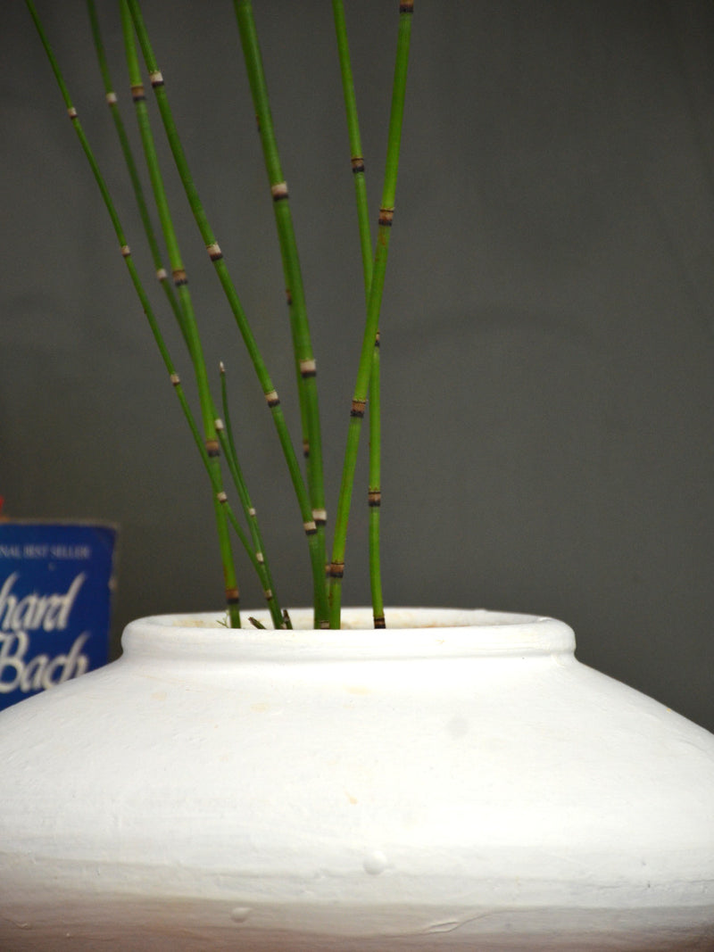 Water Bamboo or Horsetail Fern