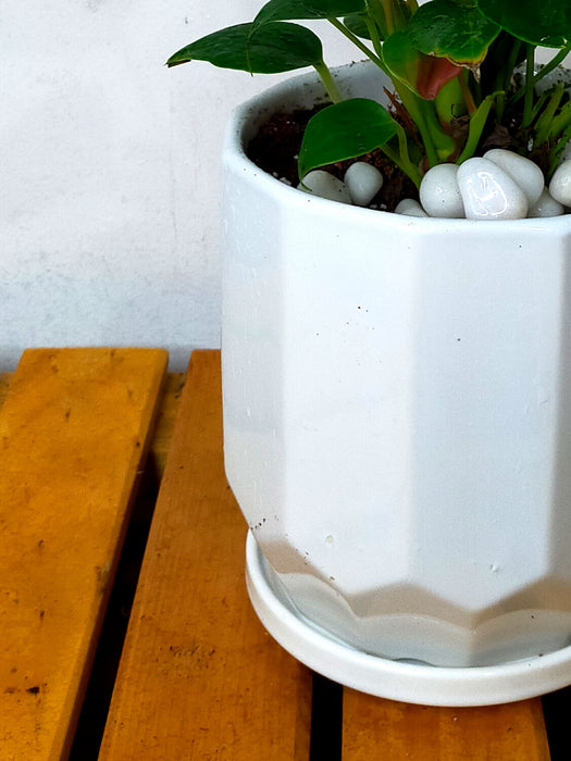Anthurium in 6 inch  Ceramic Pot