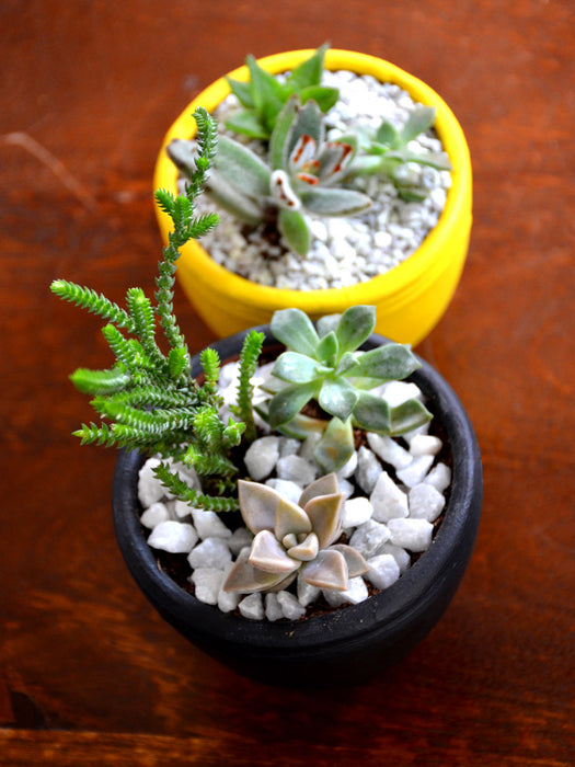 Succulent Combo in Clay Pots