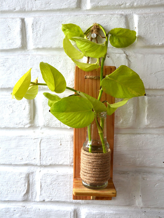 Money Plant in Wooden Wall Planter