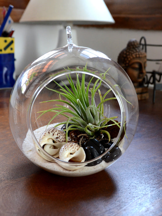 Air Terrarium