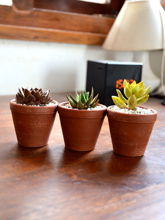 Succulent Triplets (Natural Terracotta)