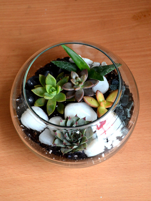 6 inch succulents Festive 6 inch Succulent Terraium — Mudfingers