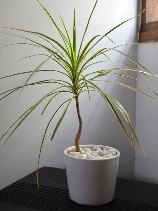 pot size for dracaena marginata Dracaena Marginata in White Ceramic Pot — Mudfingers