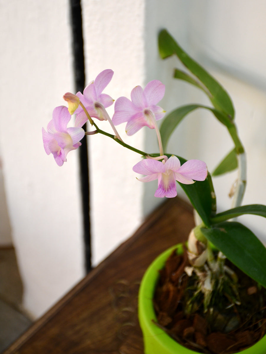 Orchid plants best sale