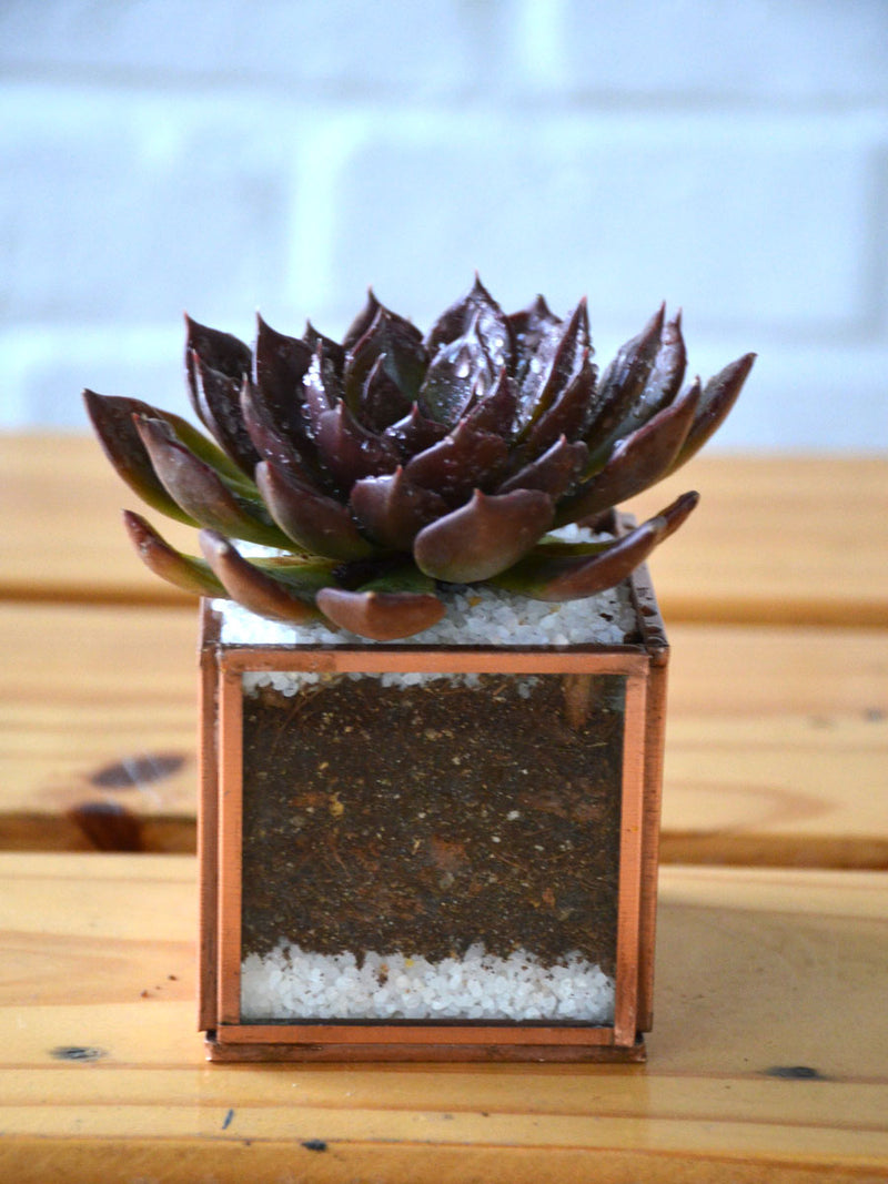 Mini Cube Succulent Terrarium