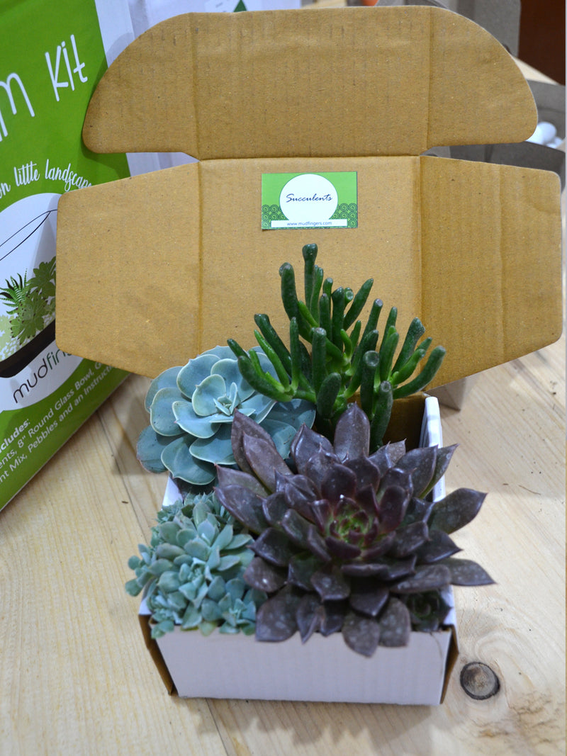 Do-it-Yourself - DIY-  Terrarium Kit (8 Inches)