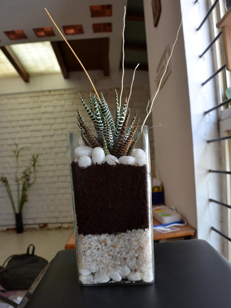 Zebra Succulent Square Terrarium (8 Inches)